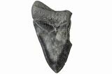 Bargain, Fossil Megalodon Tooth - South Carolina #165414-1